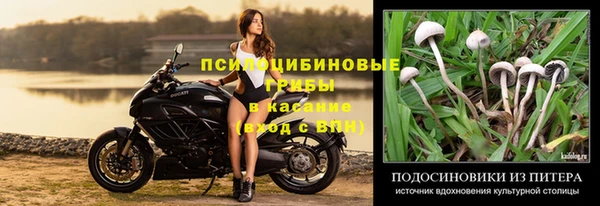 индика Аркадак